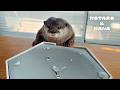 カワウソに不思議な水滴のおもちゃを見せたらこうなった Otters Try a Mysterious Water Drop Toy