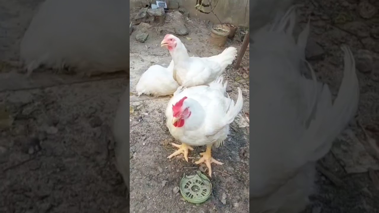 Chickens #shortvideo #cute #shortsviral #youtubeshorts #shorts