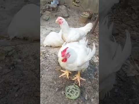 Chickens #shortvideo #cute #shortsviral #youtubeshorts #shorts