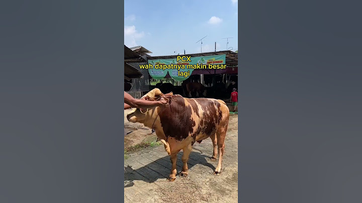 SAPI QURBAN INI SEHARGA AGYA AYLA BARU