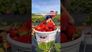 Strawberry picking season🍓 is just around the corner, and some farms are already starting this week