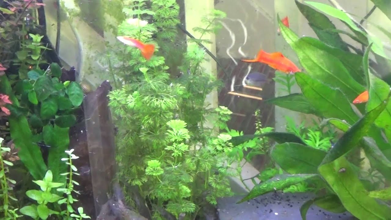 amazon sword plant in 3 feet aquarium relaxing YouTube