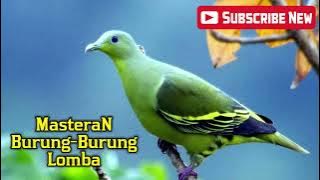MASTERAN BURUNG TERBAIK UNTUK BURUNG LOMBA 100%  I 2019 I 2020 I 2022