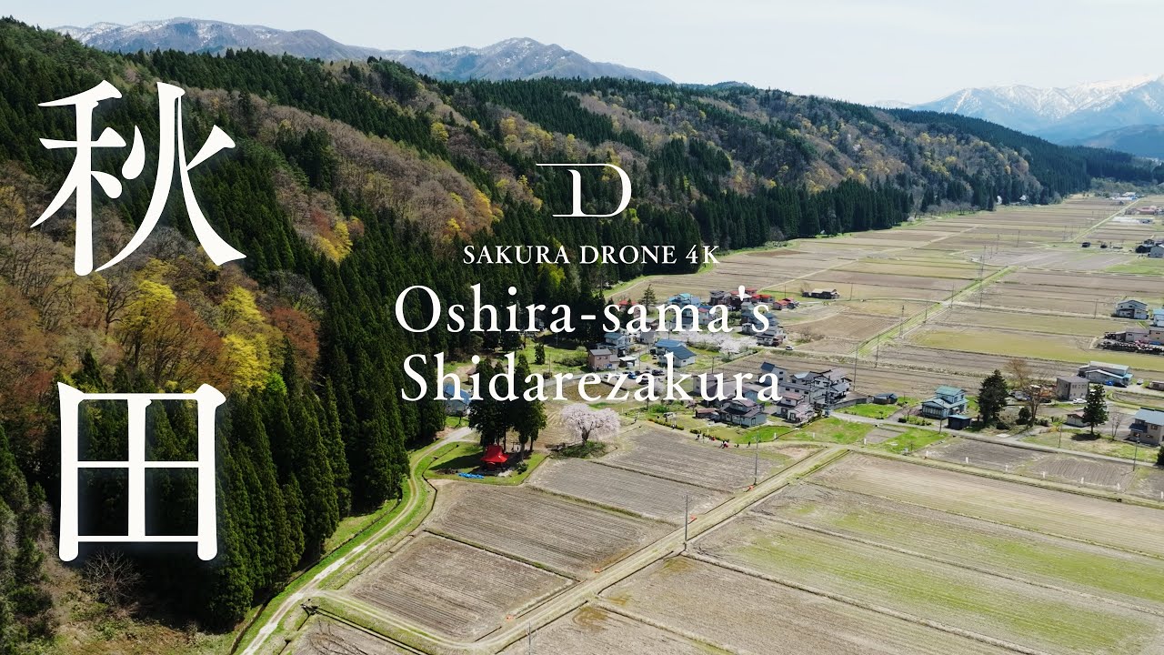 [SAKURA DRONE 4K] おしら様の枝垂れ桜（Oshira-sama's Shidarezakurariokashidare）秋田県湯沢市｜桜ドローンプロジェクト2026