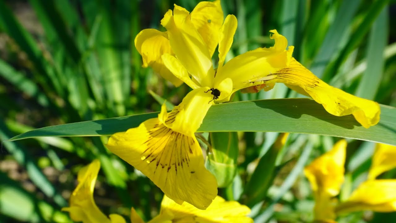 Április végi virágözön