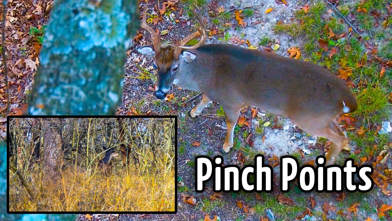 Deer Hunting Q & A: Where to Put a Blind