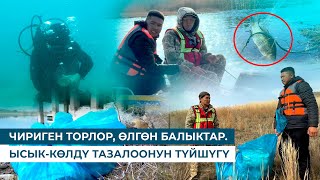 видео: ЧИРИГЕН ТОРЛОР, ӨЛГӨН БАЛЫКТАР. ЫСЫК-КӨЛДҮ ТАЗАЛООНУН ТҮЙШҮГҮ картинка: ЧИРИГЕН ТОРЛОР, ӨЛГӨН БАЛЫКТАР. ЫСЫК-КӨЛДҮ ТАЗАЛООНУН ТҮЙШҮГҮ