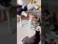 【衝撃】テンションMAXの子犬ハスキー→赤ちゃん転倒…次の瞬間、母が一喝!!😳🐶 Husky Puppy Goes Wild → Baby Falls… Mom Snaps