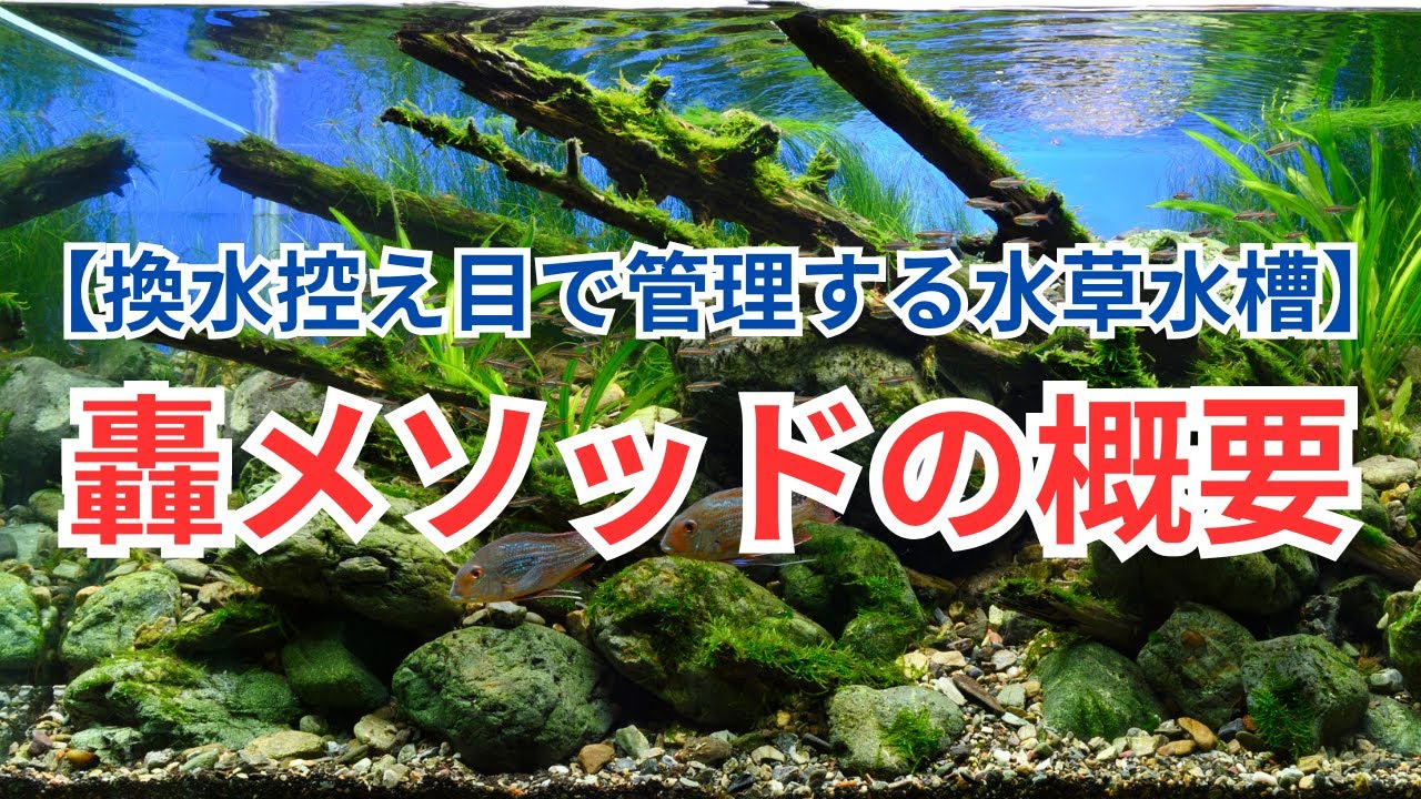 【轟メソッド①】換水を控え目にする理由と轟メソッドのあらましを解説します！
