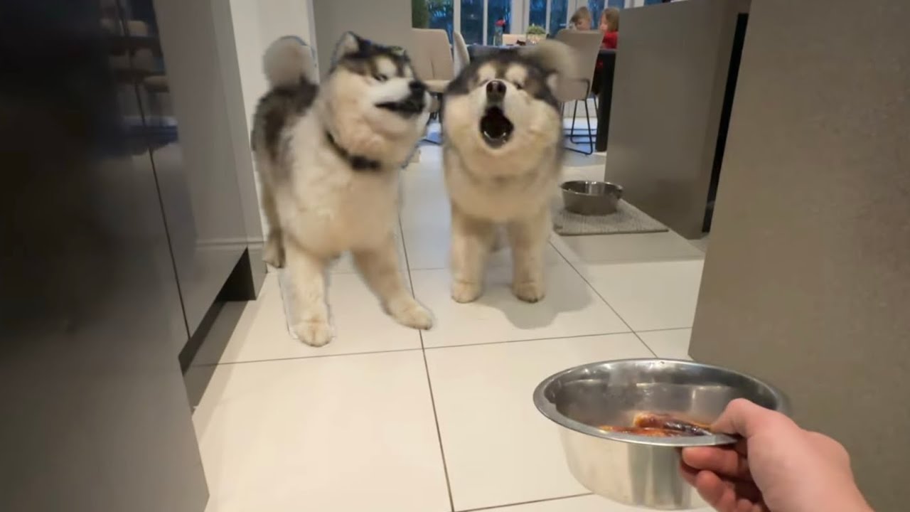 Забавная собака боится сосисок!