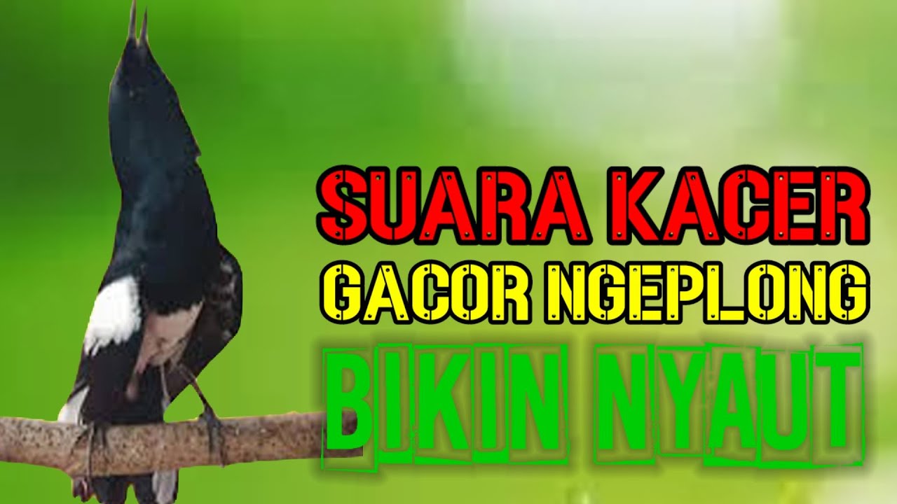 Suara kacer ampuh, pancingan kacer gacor ngeplong bikin nyaut gacor!