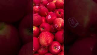 Deep Red Pink Lady Apples