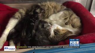 Kitten Season at the Louisiana SPCA