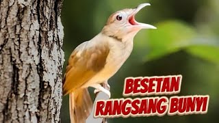 Besetan Tajamawas Terpancing Emosi kapas Tembak Gacor Untuk Pancingan 