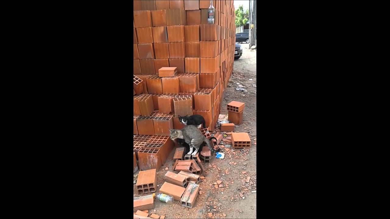 estrupando uma novinha a trás dos tijolos - YouTube