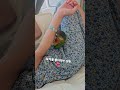 2025년 8월 16일 #birds #cute #parrot #conure #pets #반려동물 #반려조 #앵무새 #앵짱 #앵무새카페 #앵무새브이로그 #쥬얼리 #보석 #팔찌