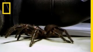 Toe-stabbing Spider | National Geographic