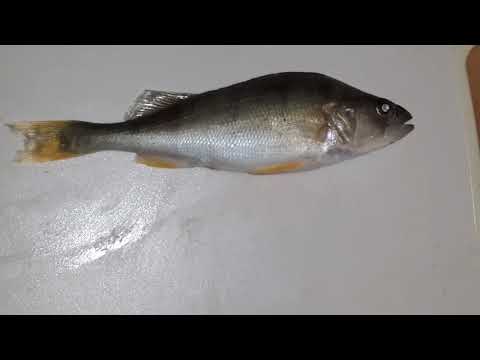 Video: Come Adescare Il Pesce Persico?