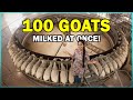 Fully Automated Goat Milking System - Rotary Milking Parlor
