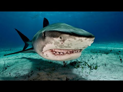 Video: Sechskiemerhai: Lebensraum, Aussehen, Gefahr für Menschen