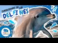 Conociendo a los Delfines