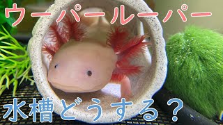 【春勉②】ウーパールーパーを飼うための水槽準備のお話( ੭´꒳`ᑦ )　#16 #ウーパールーパー #axolotl #アクアリウム #かわいい動物