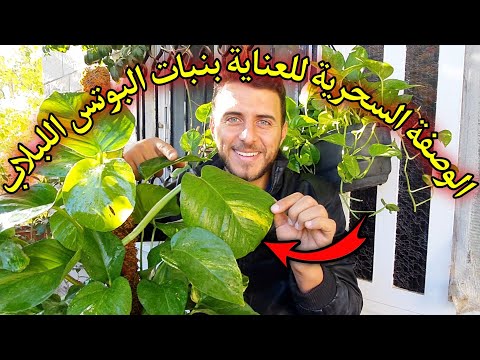 فيديو: إلى أي ارتفاع يجب أن تكون في متسلق؟