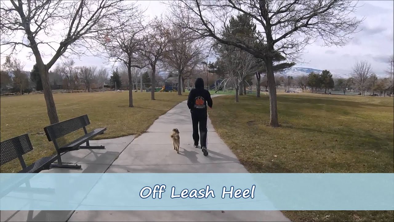 Tibetan Spaniel Obedience Training; Small Dog Trainers Reno Nevada YouTube
