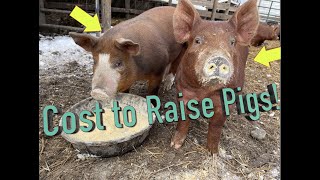 What does it cost to raise a pig? Tamworth vs. Mangalitsa Taste off!