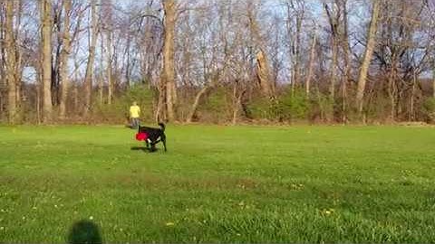 K9 Frisbee Toss & Fetch League