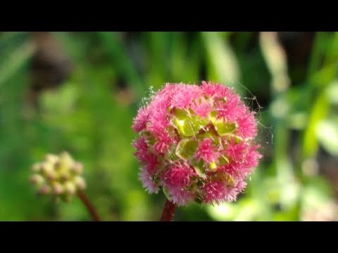 Vídeo: La sanguisorba creixerà a l'ombra?