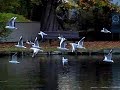 Slowmo ! Take off of Seagulls (change quality to 1080p !) / Envol de mouettes