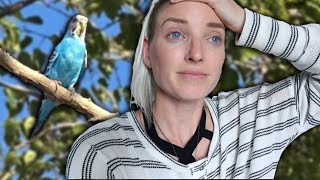 BLUEBERRY ESCAPED! | My Budgie FLEW OUTSIDE From an Open Door!