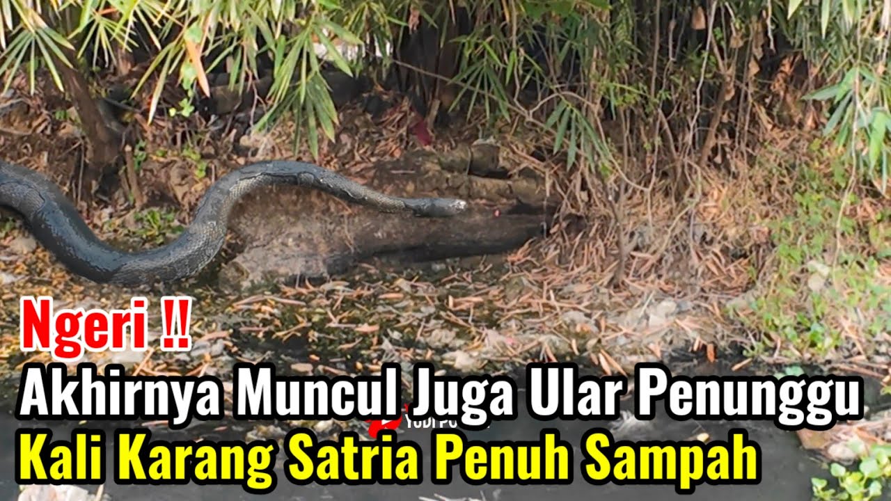 Ngeri‼️Akhirnya Muncul Juga Ular Penunggu Kali Karang Satria Penuh Sampah