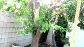 South Palm Desert Condo For Sale 48171 Birdie Way Pd.avi