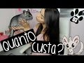 QUANTO CUSTA TER UMA CHINCHILA? - CHINCHILAS A SÉRIE [03] | by Carla Soares