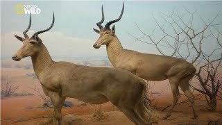 National Geographic Documentary - Endangered Species Animals - Wildlife Documentary