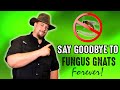 Get Rid Of Fungus Gnats Forever With This Simple Garden Hack!