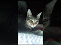 #gatoshermosos #michisvirales una noche sin luz