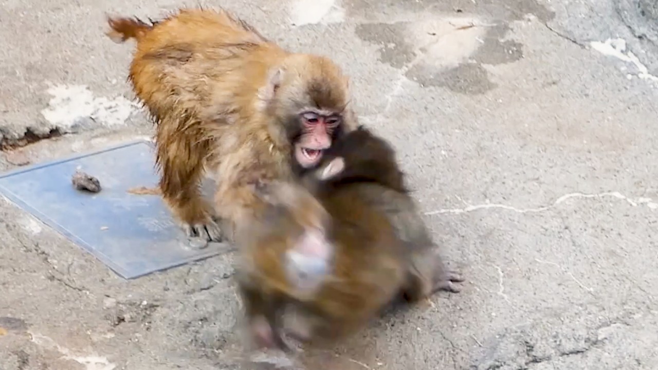 Punch Gets Attacked, Drives It Off in Seconds & JUMPS!