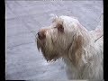 Italian Spinone の動画、YouTube動画。