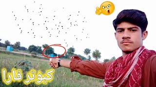 After 1 Year 1st Vlog On YouTube  | Please Spot  #beatifull Pigeons Race In village 