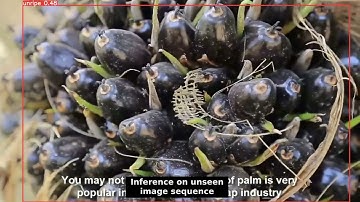 Palm Oil Fruit Bunch Ripeness Classification