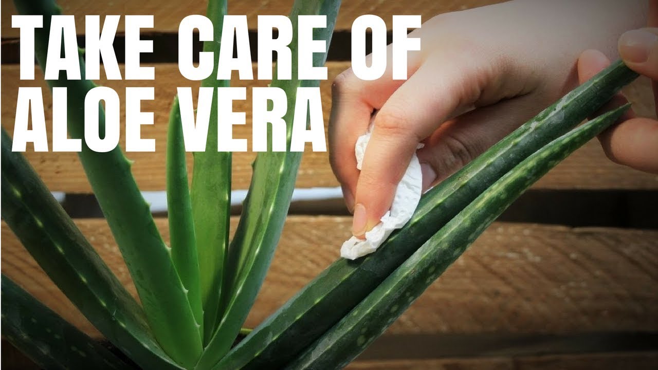 How to Take Care a Aloe Vera Plant | Aloe Plant YouTube