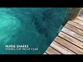 Nourrir et nager avec les requins au bahamas