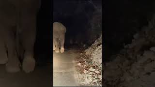#elephant #jim #carbett #foryou #forest #video #real #life #love #nature