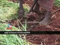 onam 2014: farmers happy over
