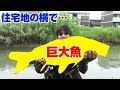 住宅地の横で10kgオーバーの巨大魚が釣れた‼