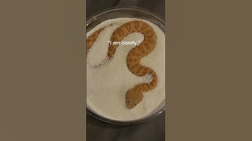 Thumbnail of Baby Sand Viper Vs Adult in sprinkles! #sandviper #snakes #reptiles #justababy #babyanimals