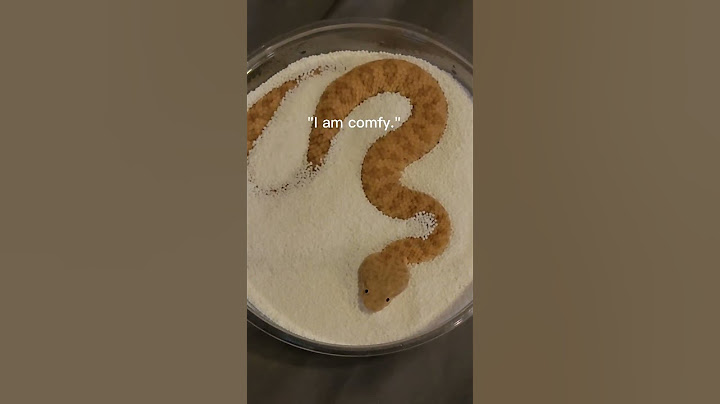 Baby Sand Viper Vs Adult in sprinkles! #sandviper #snakes #reptiles #justababy #babyanimals